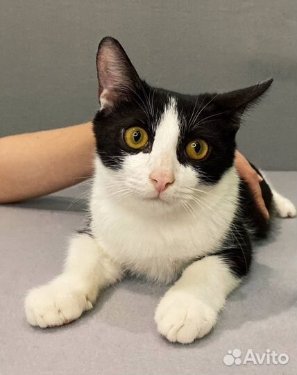 Милашка котенок Пиксель