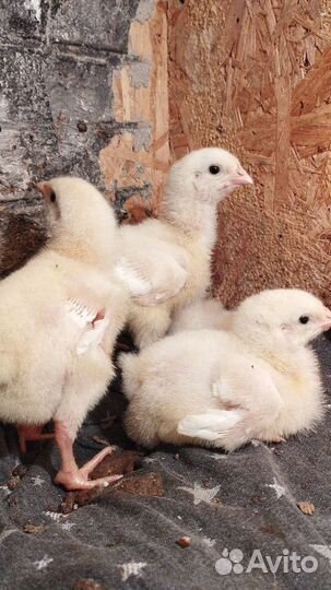 Курочки чешский доминант