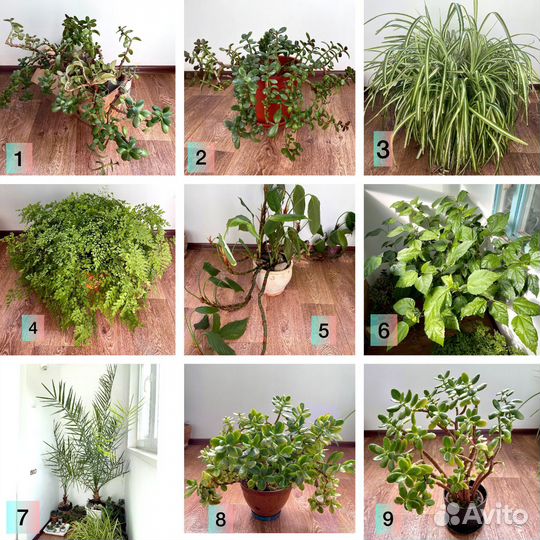 Комнатные цветы Пальма, Гибискус, Толстянка