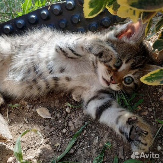 Котята отдам в добрые руки бесплатно