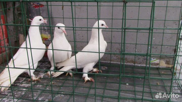 Голуби бакинские бойные (старопородные)