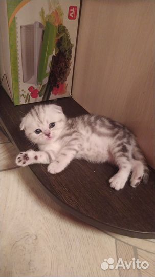 Шотландские котята