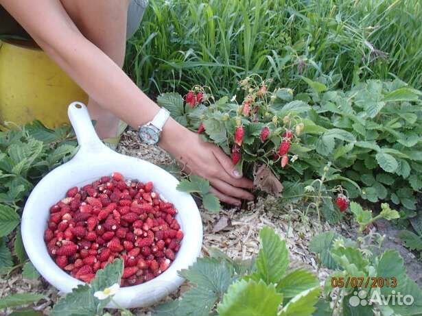 Земляника садовая безусая ремонтантная сортовая