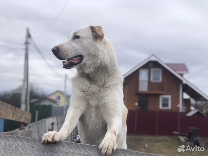 Щенки Лабрадора смесь с швейцарской овчаркой
