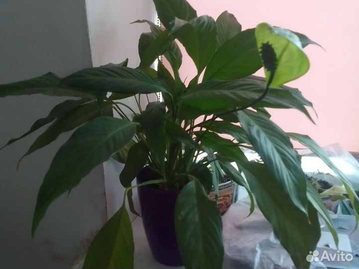 Спатифиллум