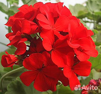 Герань махровая,спатифиллум