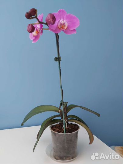 Орхидея фаленопсис