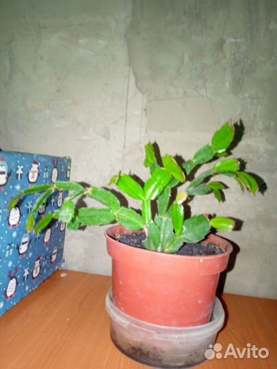 Спатифиллум и другие цветы