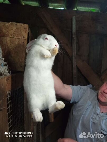 Кролики мясных пород