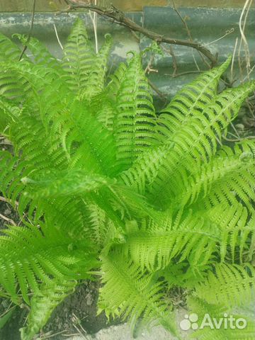 Папоротник