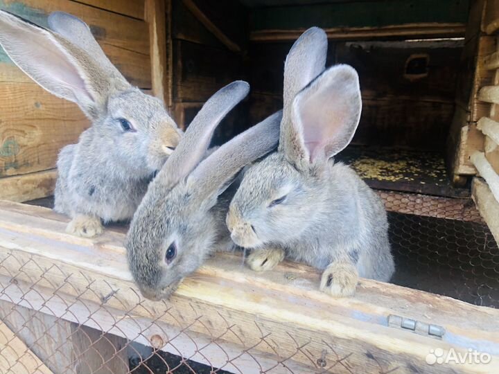 Кролики породы фландр