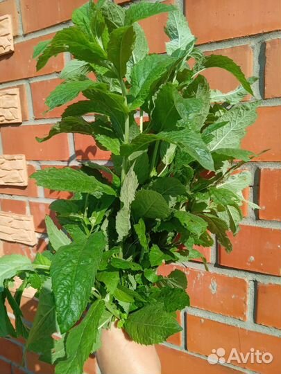 Зверобой, мята, берёзовые веники