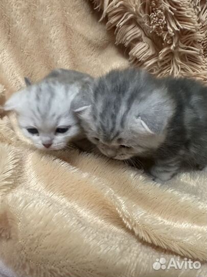Шотландские вислоухие котята