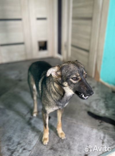 Галя молодая стерилизованная мелкая