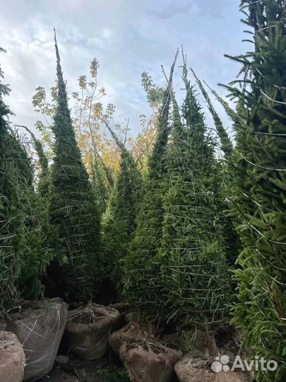 Сосна из питомника 7.05 М