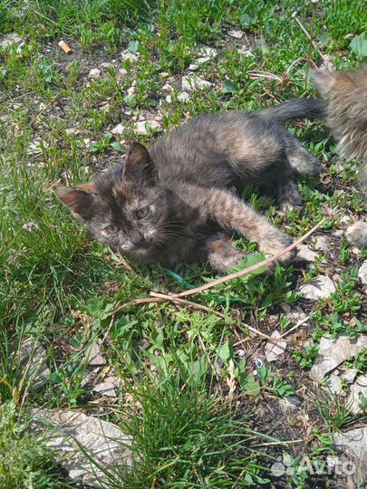 Котятки в добрые и любящие руки