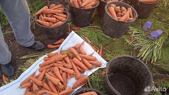 Морковь Оптом. Сорт Кордоба. Краснодар
