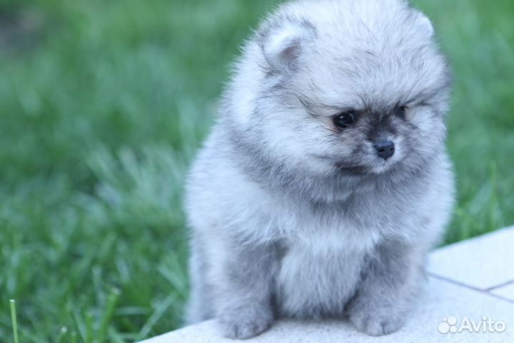 Шпиц девочка