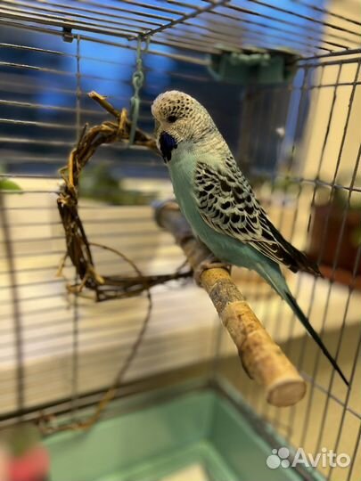 Волнистый попугай