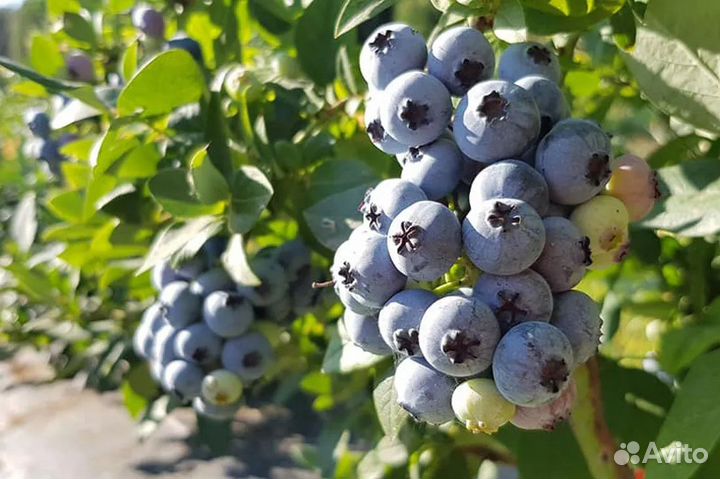 Саженцы голубики