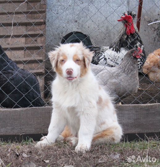 Щенки Аусси