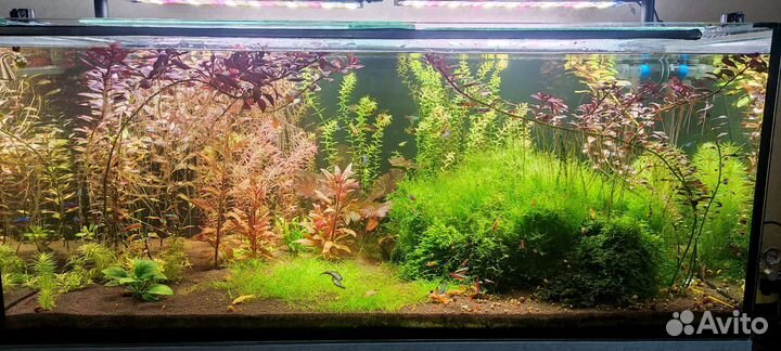 Мох креветки черри