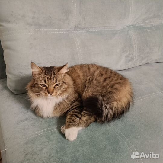 Отдам в добрые руки