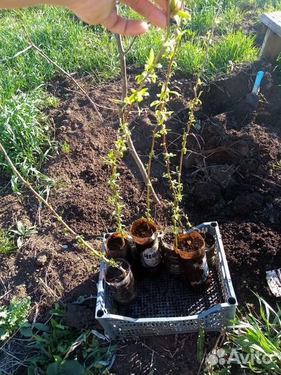 Ива извилистая большие саженцы и дерен пестролистн