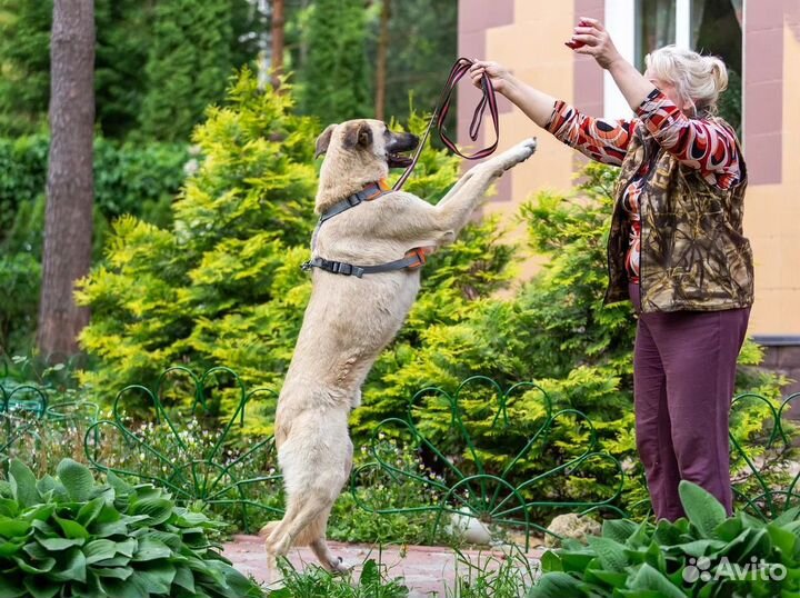 Пес Вайт в добрые руки