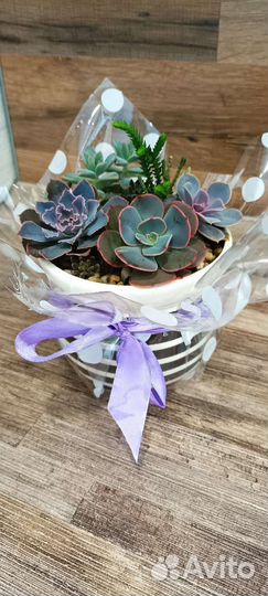 Суккуленты