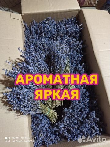 Лаванда крымская