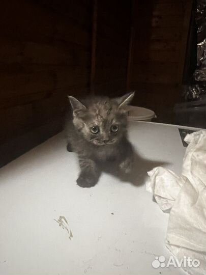 Котята в добрые руки мальчики