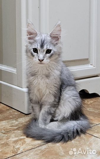 Котята мейн-кун