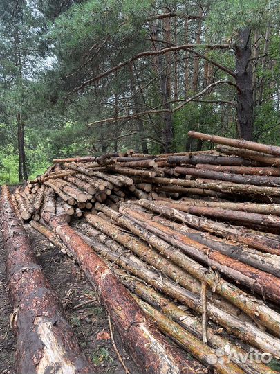 Лес кругляк сосна