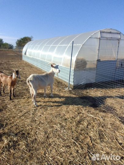 Коза нубийская