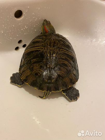 Черепаха бесплатно