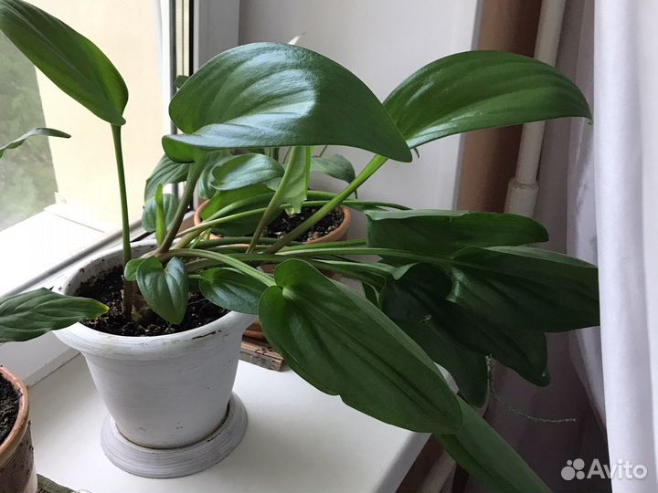 Дримиопсис