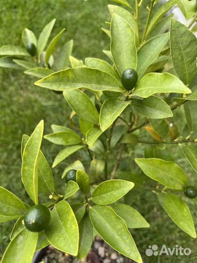 Цитрусовые растения