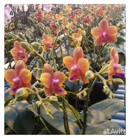 Орхидеи Бронзовый Будда,Дикий кот, Тамара мутант