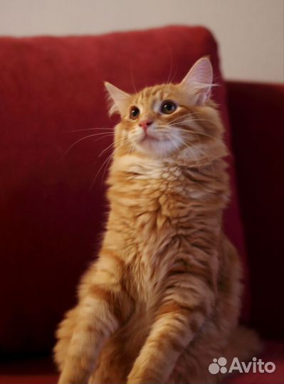 Рыжее братство