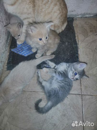 Кошка в дар