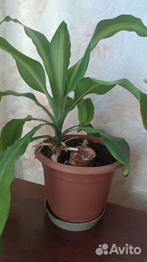 Зелёное растение