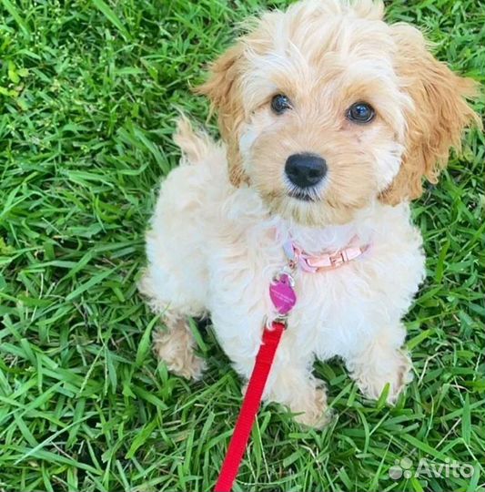 Кокапу (кокер- пудель)