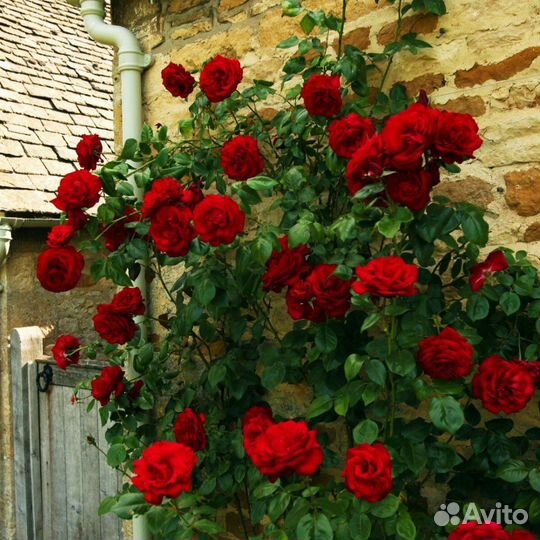 Роза плетистая в горшке