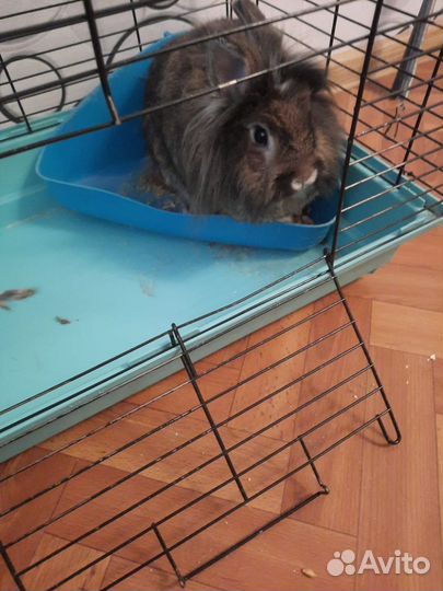 Декоративные кролики