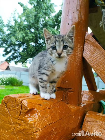 Котëнок (кошка) 3,5 мес
