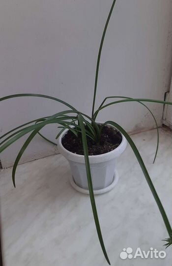 Зефирантес выскочка розовый