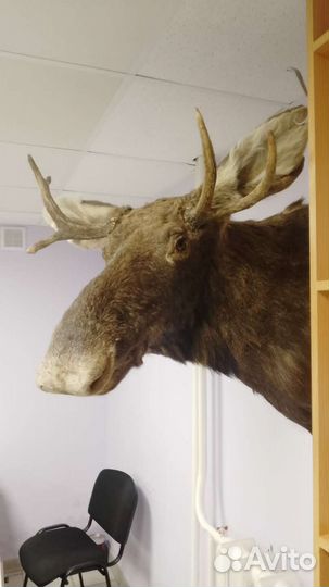 Голова лося