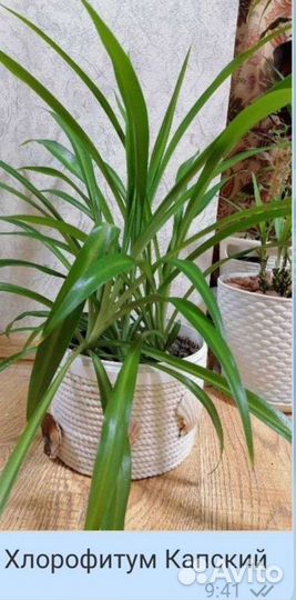 Лучшее растение для дома (5 видов )