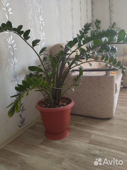 Замиокулькас